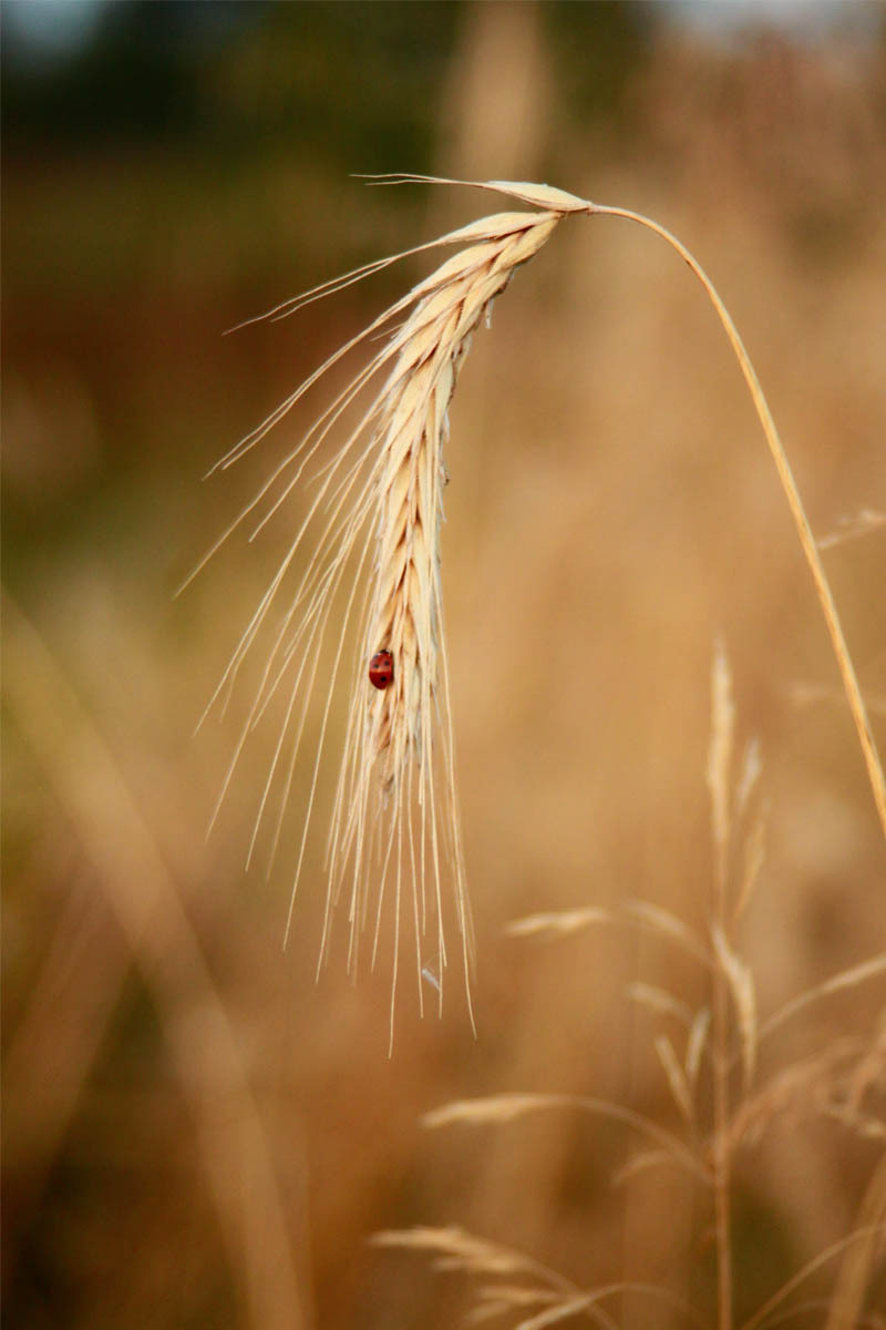 Интернет-магазин Да будет хлеб. Главная страниц Пшеница для выпечки хлеба